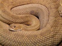Безкоштовне стокове фото на тему «viper, ваги, василіск гримуча змія» стокове фото
