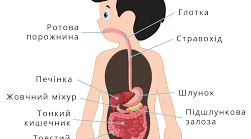Тестування "Травна система" 