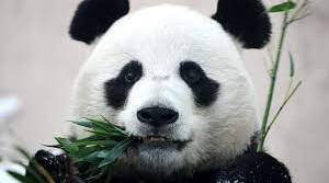 Презентація "Panda" (Англійська мова, 9 клас)
