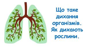 Презентація на тему "Що таке дихання організмів. Як дихають рослини." 6 клас НУШ