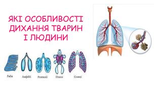 Презентація на тему "ЯКІ ОСОБЛИВОСТІ ДИХАННЯ ТВАРИН І ЛЮДИНИ" 6 клас НУШ