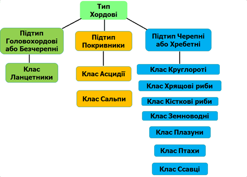класифікація хордових.png