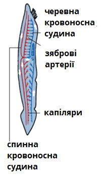 ланцетик_кровоносна.png