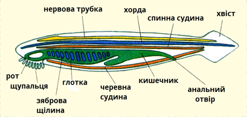 будова підписи ланцетика.png
