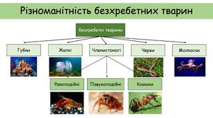 Урок-узагальнення з теми "Різноманітність тварин. Безхребетні тварини"