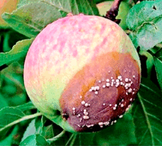 0500wj73-b3a9-229x206.png