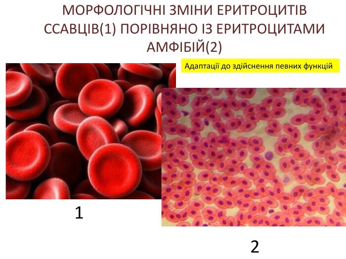 0500wp3l-7291-700x525.jpg