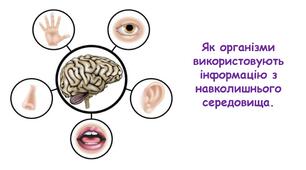 Презентація на тему "Як організми використовують інформацію з навколишнього середовища." 6 клас НУШ