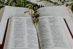 Безкоштовне стокове фото на тему «Біблія, білі квіти, відкрита книга» стокове фото