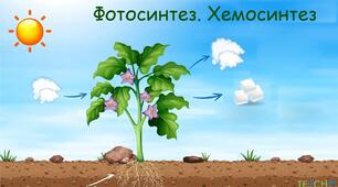  Принципи функціонування клітини