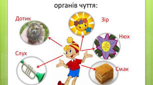 Органи чуття