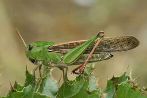 Сарана перелітна (Сарана азіатська Locusta migratoria L., Pachytylus migratorius L.Gr). Опис та заходи боротьби | ІАС "Аграрії разом"
