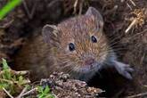 Обыкновенная полёвка / Microtus arvalis | Кошки