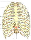 Грудна клітка (thorax) | Синдесмология | Анатомія людини