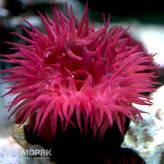 Actinia equina (конская актиния) | Купить в Киеве и Украине