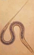 0500x9xf-c061-111x178.png
