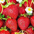 Полуниця Korona (Середній) (Корона)🍓 - купити саджанці в ...