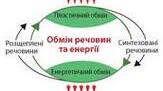 Обмін речовин та енергії. Розщеплення речовин