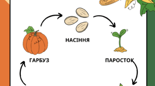Робочий аркуш "Життєвий цикл гарбуза".
