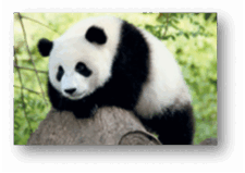 0500xcge-884d-225x159.png
