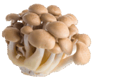 Beech Mushroom Supplier | South Mill Champs