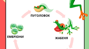 Робочий аркуш "Життєвий цикл жаби"