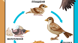 Робочий аркуш "Життєвий цикл птахів"