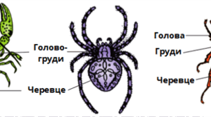 Членистоногі