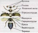 Урок "Комахи: особливості будови та способу життя. Різноманітність, роль у природі та значення в житті людини" з біології для 7 класу - на сайті «На Урок»