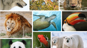 Презентація з англійської мови  "Animals worksheet"