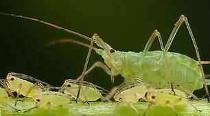 комахи та їх личинки 