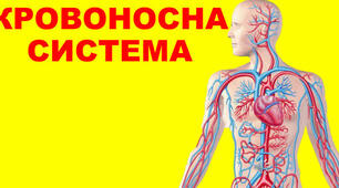 Тестування «Кровоносна система» 