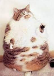 cat.jpg