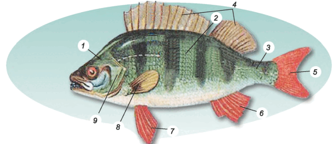 0500xz94-8787-679x294.png