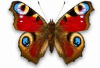 0500y0xh-7705-198x134.png