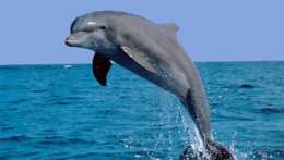 0500y0xp-9a58-260x147.png