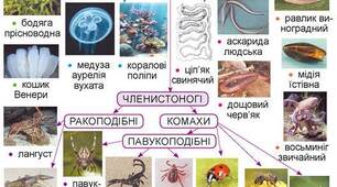 Різноманітність безхребетних тварин