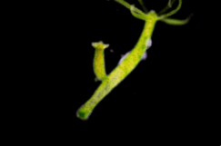 0500y9x2-b838-243x161.png