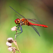 0500yb4t-2895-219x219.jpg