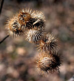 0500ycin-eae5-147x160.jpg