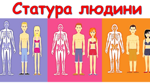 Презентація «Статура людини   »