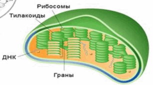 Фотосинтез. 
