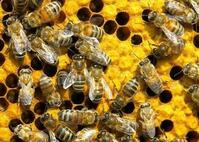 Бджолярів закликають охолоджувати вулики - AgroTimes