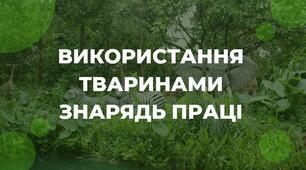 Презентація на тему "Використання тваринами знарядь праці"