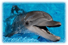 0500zc34-3990-153x102.png