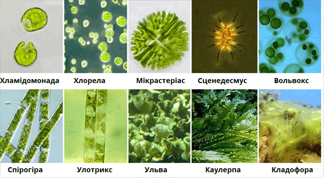 зелені водорості.png