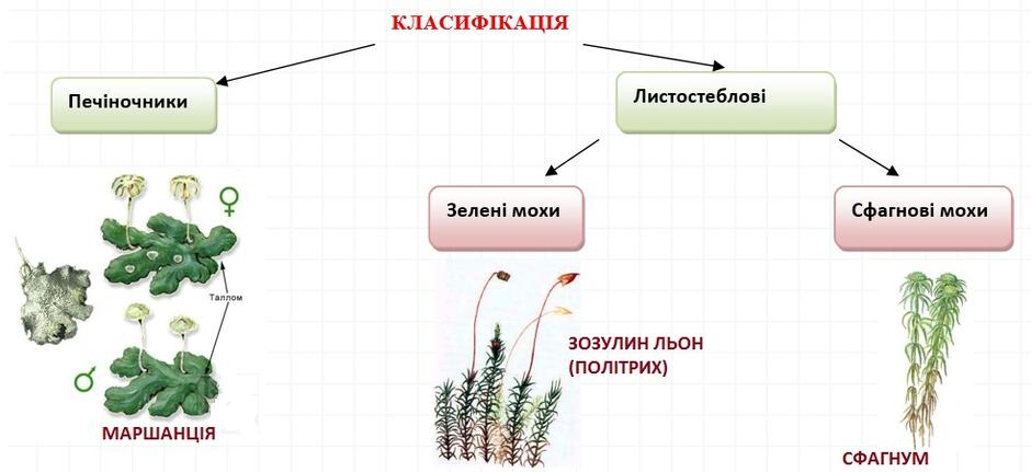 Вищі спорові рослини. відділ Мохоподібні » Biology/Биология/Біологія