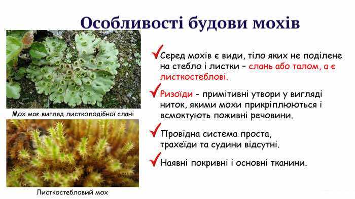 Особливості мохоподібних - Dovidka.biz.ua