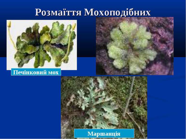 Відділ Мохоподібні - презентація з біології