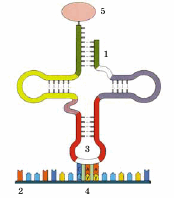 0500zjoc-6994-174x198.png